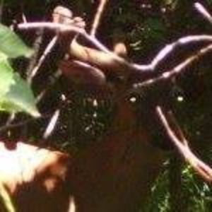 Meet your Posher, Digger